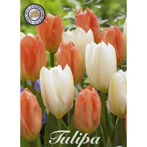 Tulpan Stockholm 10-pack